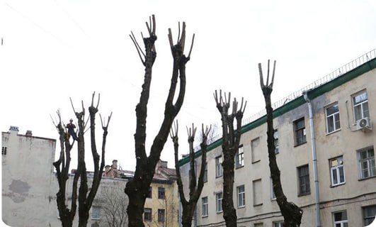 Обрезка макушек деревьев — снижение высоты кроны