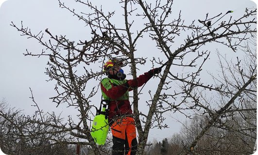 Обрезка плодовых деревьев — формирование кроны яблонь