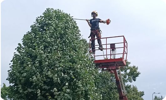 Спил дерева с автовышки или крана