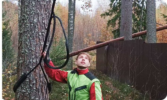 Визуальный осмотр дерева